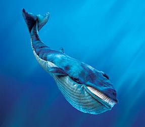 En ağır hayvan hangisidir? Diye Sordunuz mu ?