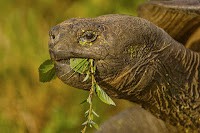 En uzun ömürlü hayvan hangisidir? Merak Ettiğiniz Tüm Soruların cevapları bizde